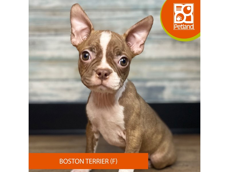 Boston Terrier - 3285 Image #2