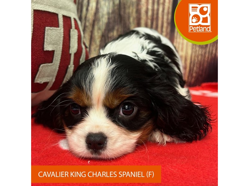 Cavalier King Charles Spaniel - 4319 Image #3