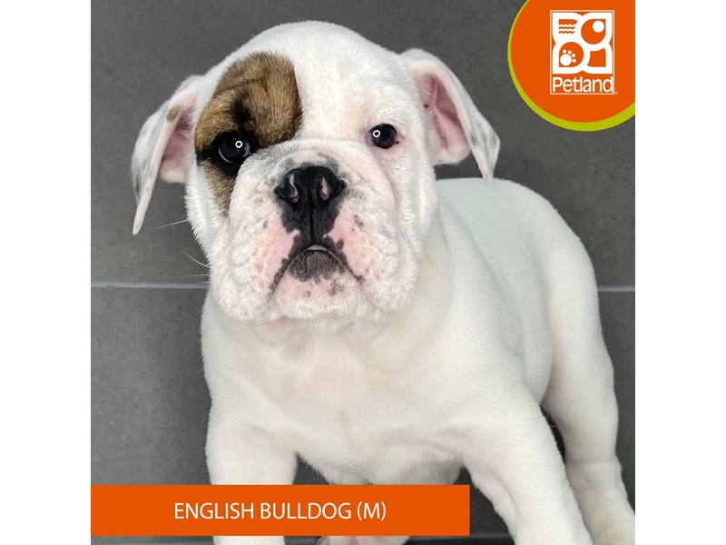 English Bulldog - 835 Image #2