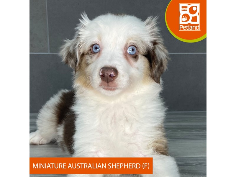 Miniature Australian Shepherd - 832 Image #3