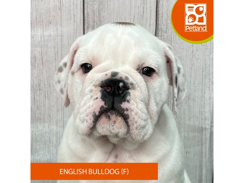 English Bulldog - 2787 Image #2