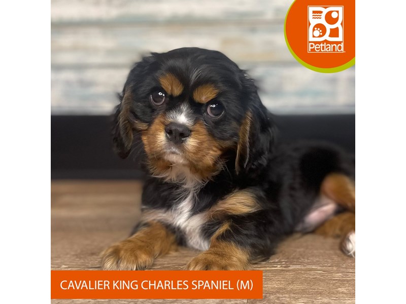 Cavalier King Charles Spaniel - 3295 Image #2