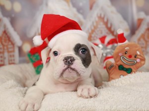 English Bulldog Puppies For Sale | Available in Phoenix & Tucson, AZ