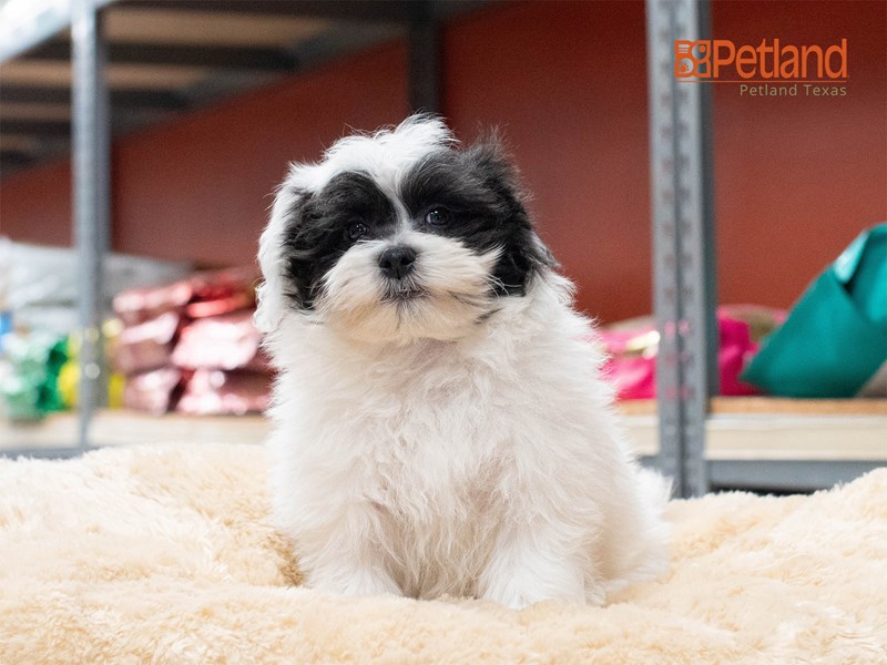 5 Fun Games You Can Play With Your Puppy - Petland Texas