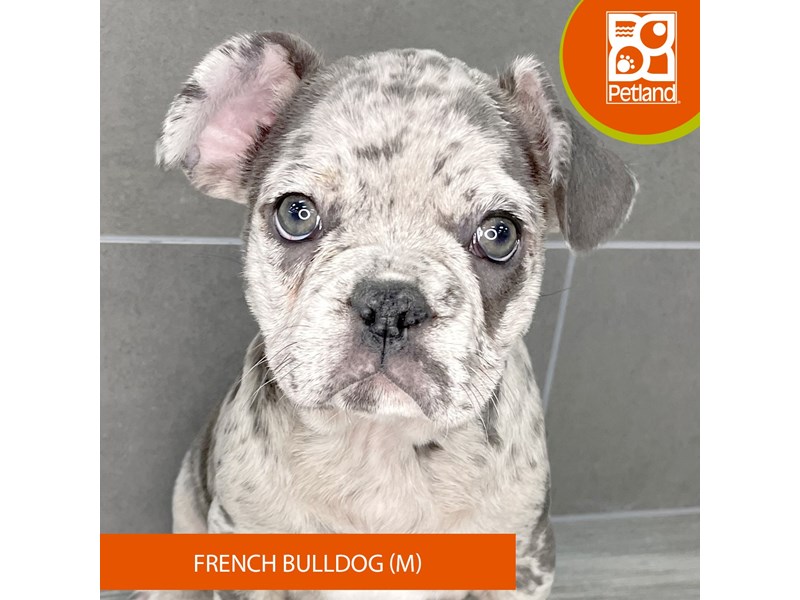French Bulldog - 833 Image #2