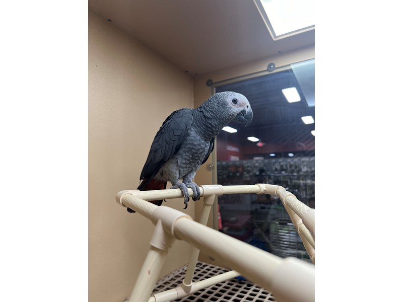 African Grey Congo/Timneh - 3972 Image #2