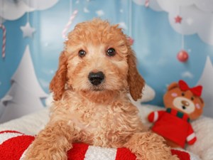 Goldendoodle Dog Breed Complete Guide - A-Z Animals