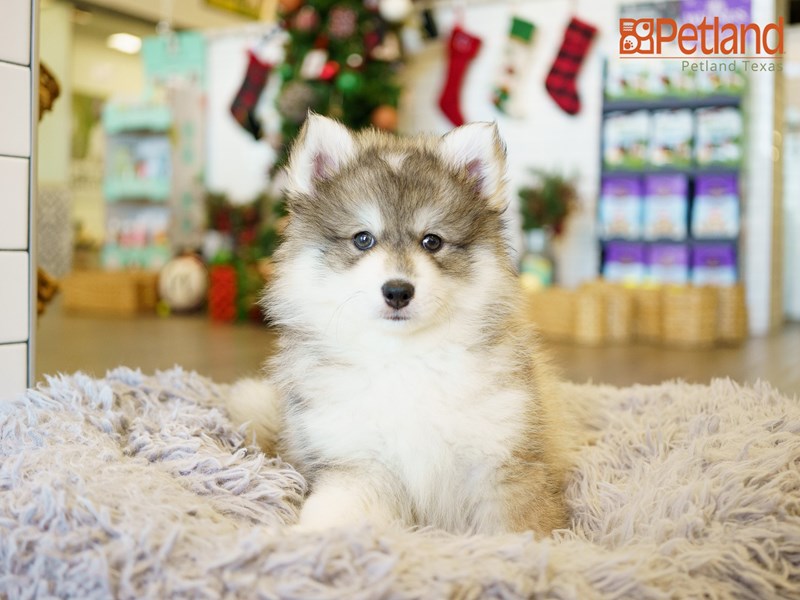 Alaskan Klee Kai-DOG-Male-Black and White-2974585-Petland Frisco, Texas