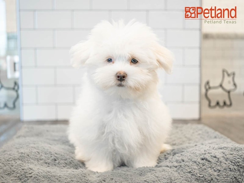 Alaskan Klee Kai-DOG-Male-Black and White-2974585-Petland Frisco, Texas