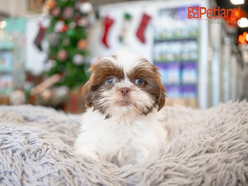 5 Best Christmas Gifts For Puppies - Petland Texas