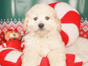 Goldendoodle Dog Breed Complete Guide - A-Z Animals