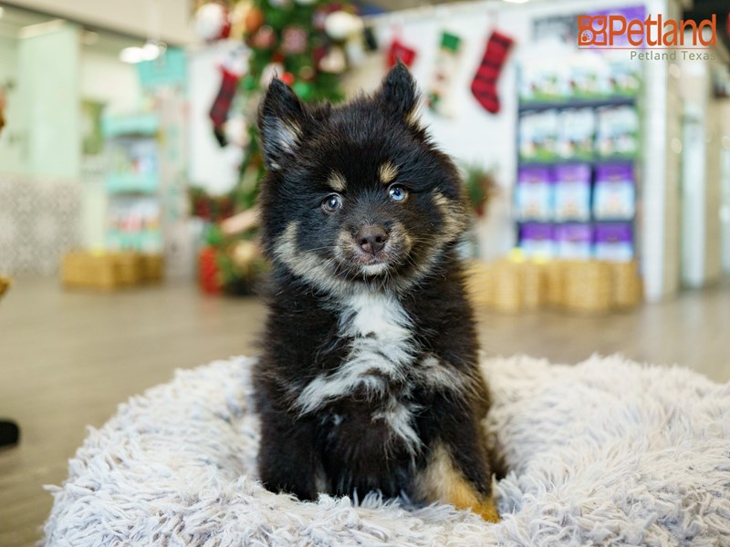 Alaskan Klee Kai-DOG-Male-Black and White-2974585-Petland Frisco, Texas