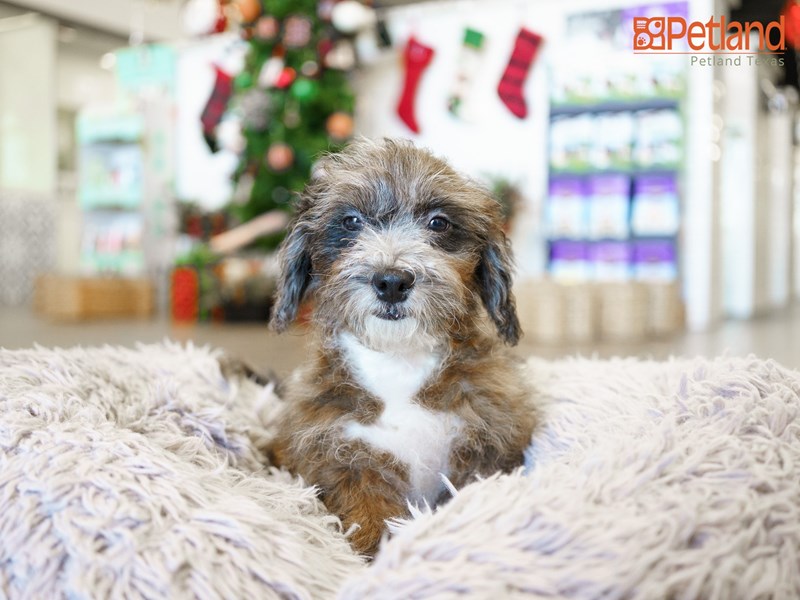 5 Best Christmas Gifts For Puppies - Petland Texas