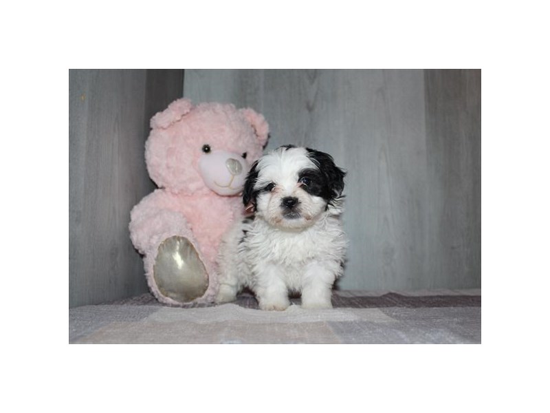 [#13928] Black / White Female Teddy Bear Puppies For Sale