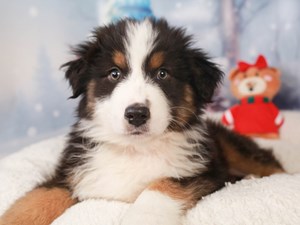 FAQ's  Misty's Toy Aussies