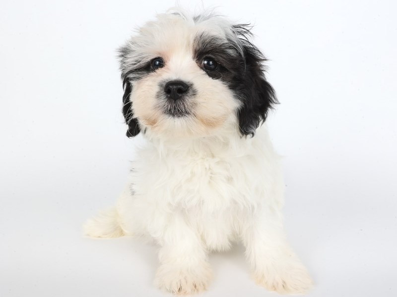 [#13928] Black / White Female Teddy Bear Puppies For Sale #2