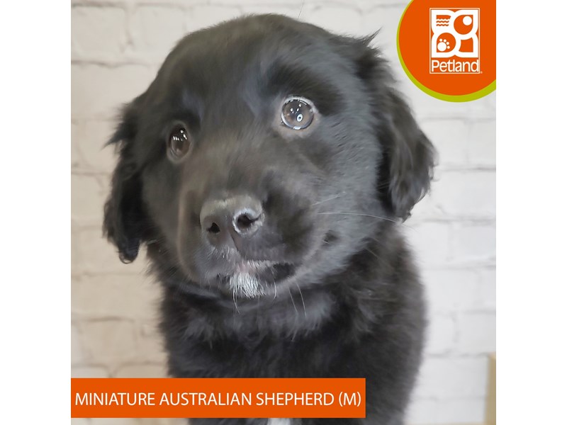 Miniature Australian Shepherd - 3190 Image #2