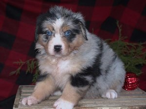 Dachshund Puppy Black / Tan ID:6766 Located at Petland