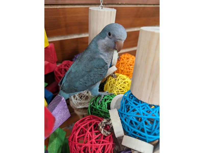 Quaker Parrot - 13441 Image #2