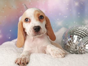 Beagle-DOG-Male-lem & wh-4431898