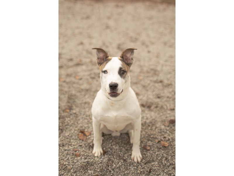 American Pit Bull Terrier/Siberian Husky-DOG-Male-White,Brindle-4415129-img3