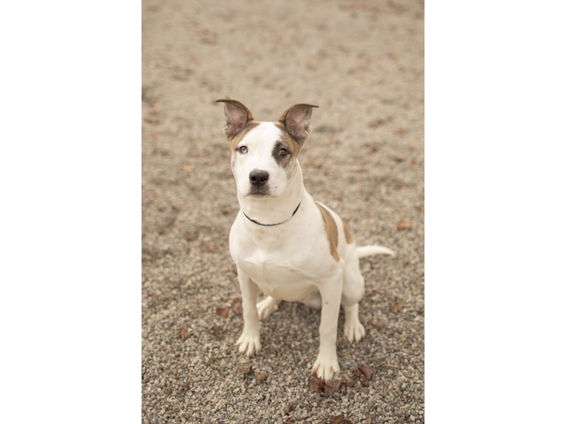 American Pit Bull Terrier/Siberian Husky-DOG-Male-White,Brindle-4415129-img4