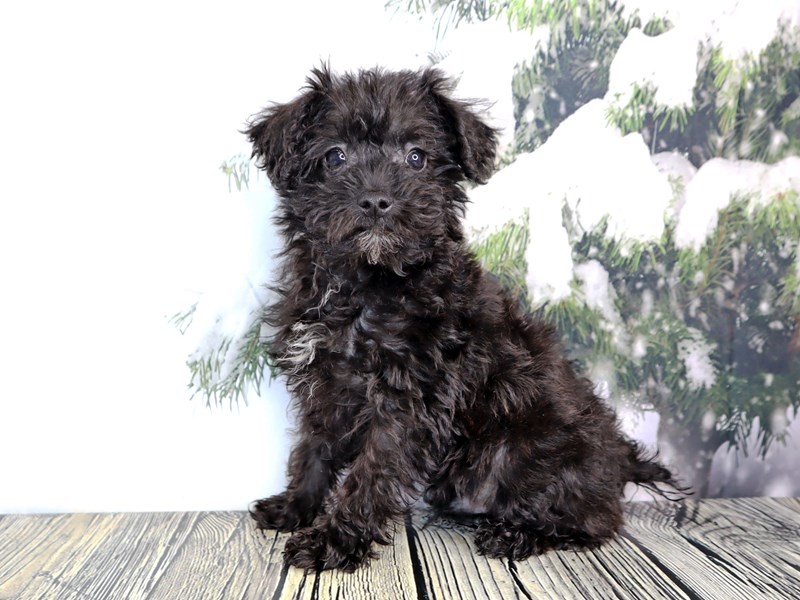 Schnoodle - 2193 Image #3