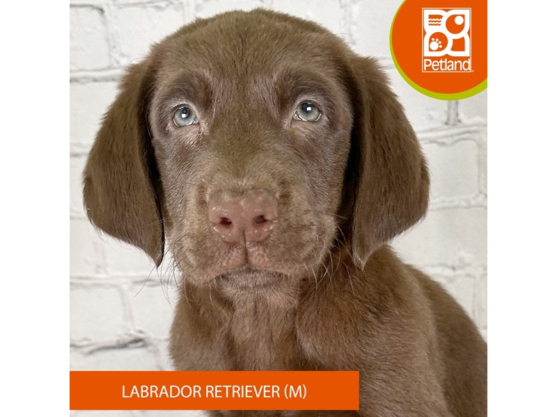 Labrador Retriever - 3215 Image #2