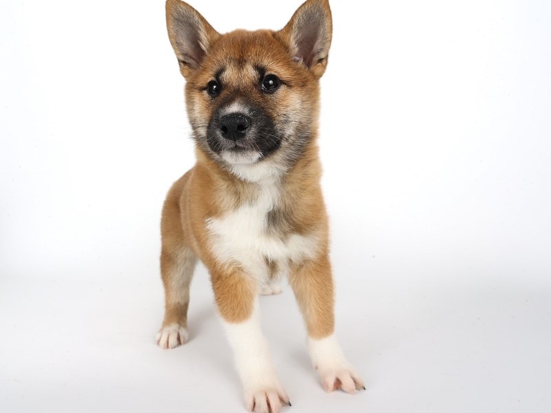 [#13953] Red/White Female Shiba Inu Puppies For Sale