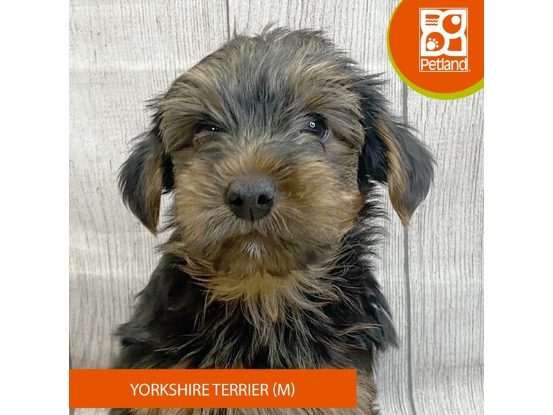 Yorkshire Terrier - 2877 Image #2