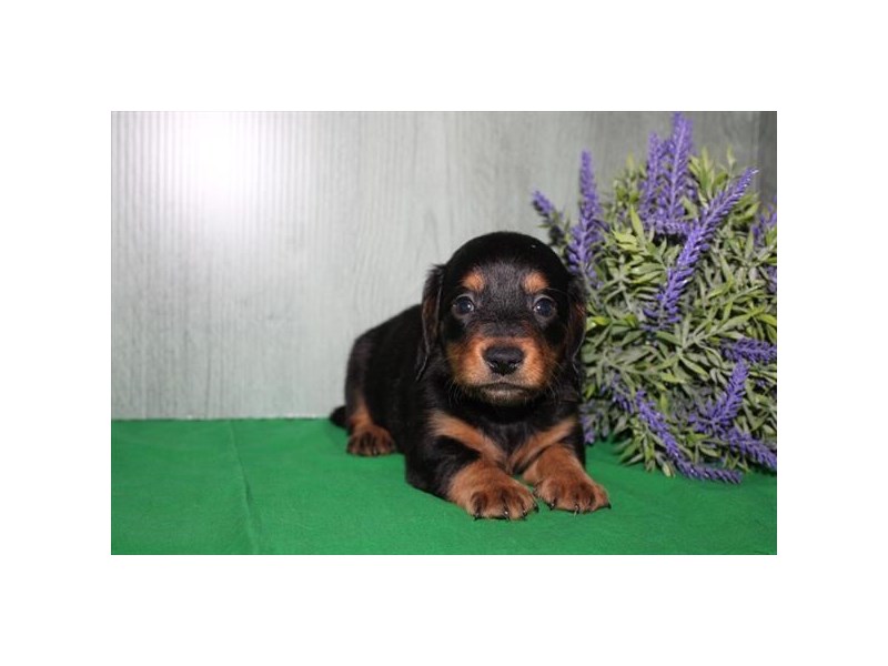 [#13957] Black / Tan Male Dachshund Puppies For Sale #1