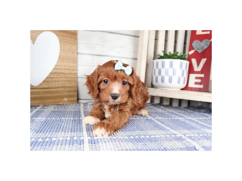 [#13961] Red Female Cavapoo Puppies For Sale #1