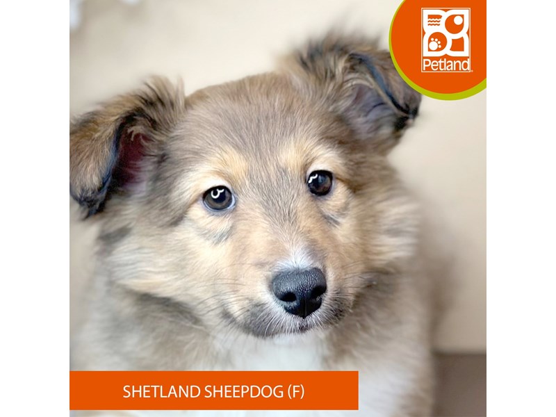 Shetland Sheepdog - 15837 Image #2