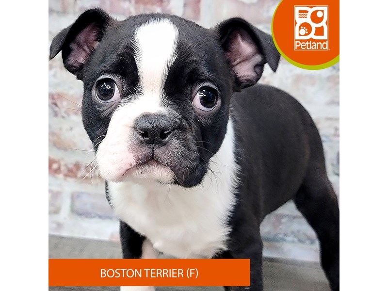 Boston Terrier - 2088 Image #2