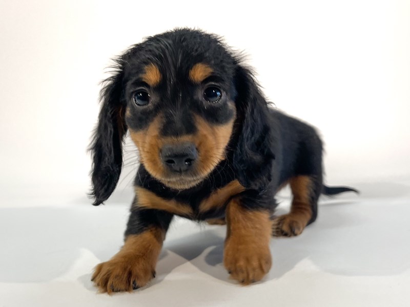 [#13957] Black / Tan Male Dachshund Puppies For Sale