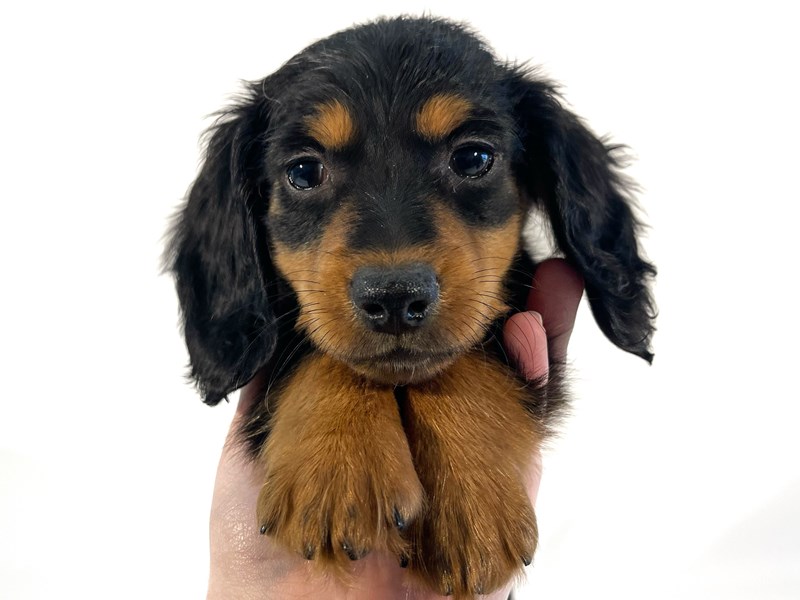 [#13957] Black / Tan Male Dachshund Puppies For Sale #3