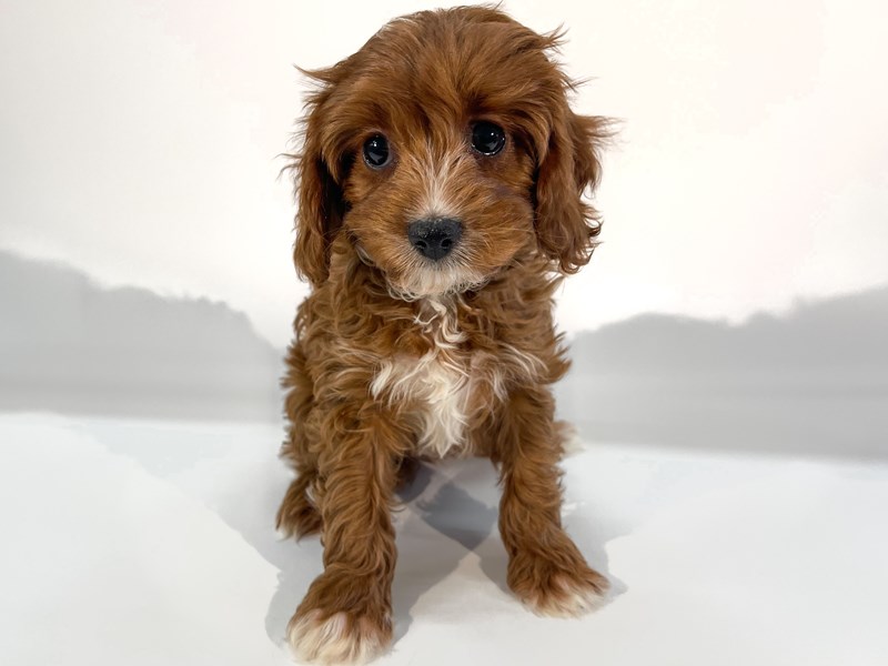 [#13961] Red Female Cavapoo Puppies For Sale