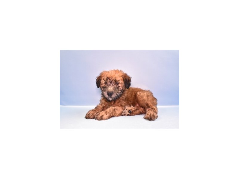 Soft Coated Wheaten Terrier - 5326 Image #2