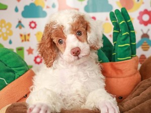 Poodle-DOG-Male-red parti-4458937