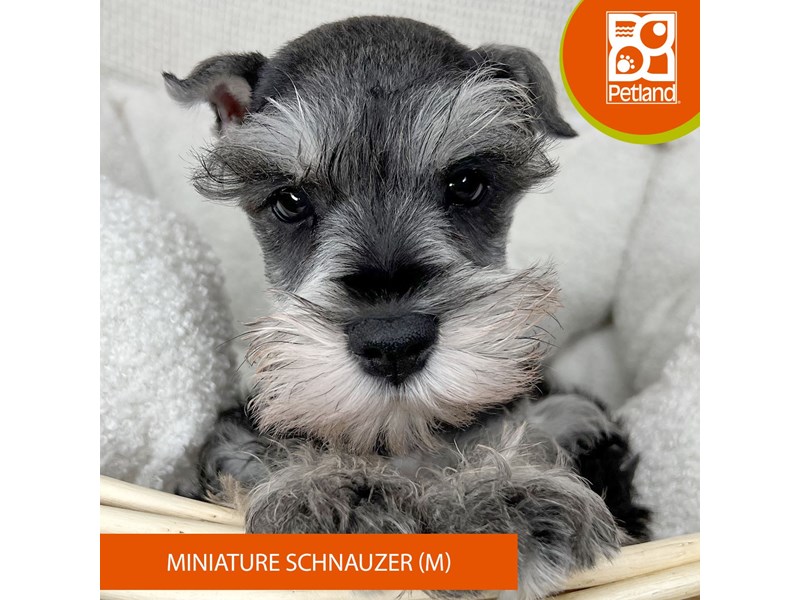 Miniature Schnauzer - 15922 Image #2