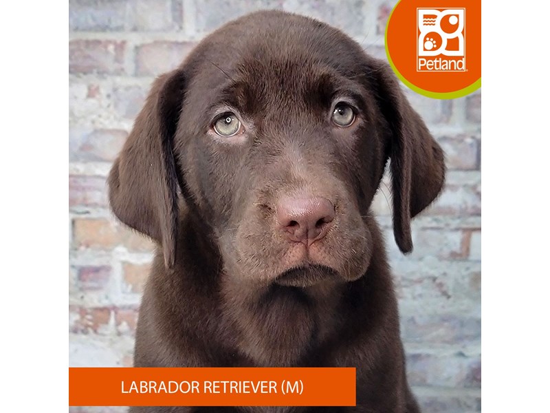 Labrador Retriever - 2094 Image #2