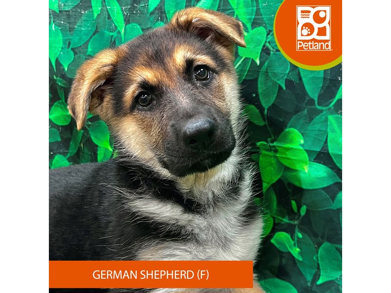 German Shepherd Dog - 15045 Image #2