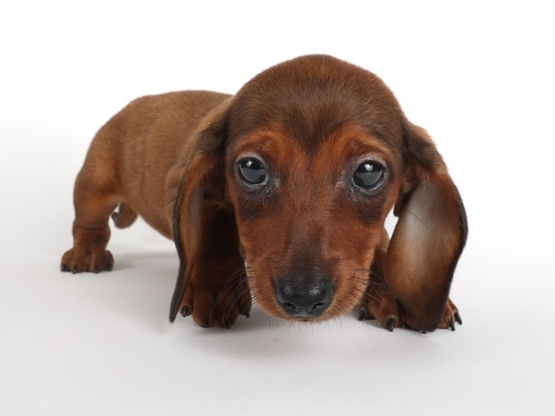 [#13970] Brown Female Dachshund Puppies For Sale