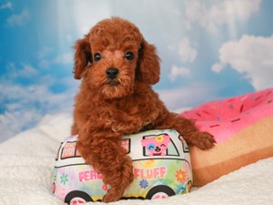 Poodle-DOG-Male-red-4466693