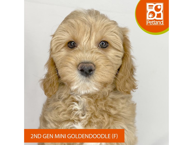 Goldendoodle Mini 2nd Gen - 4078 Image #2