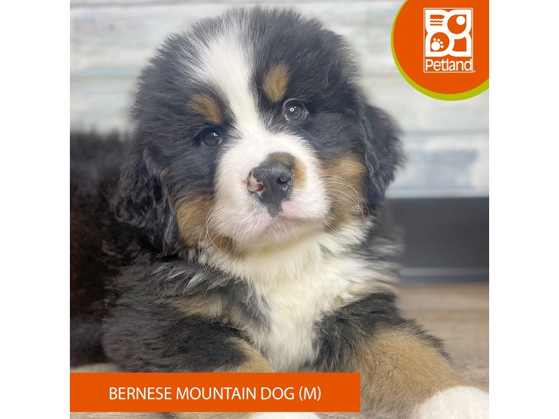 Bernese Mountain Dog - 3448 Image #2