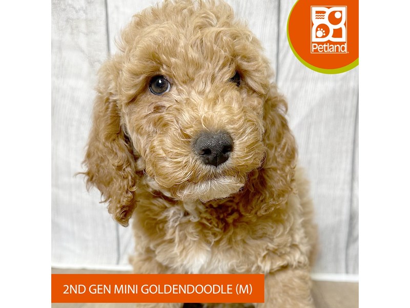 Goldendoodle Mini 2nd Gen - 2892 Image #2