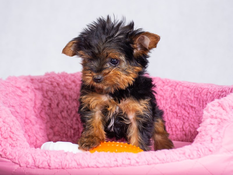 Yorkshire Terrier