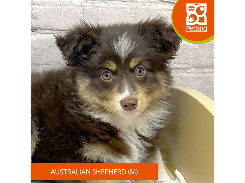 Australian Shepherd - 17242 Image #2