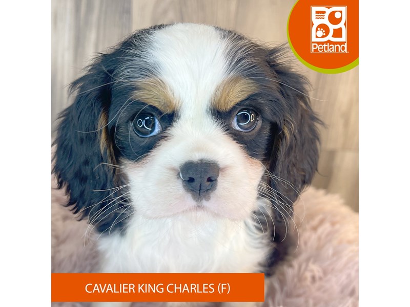 Cavalier King Charles Spaniel - 8488 Image #2